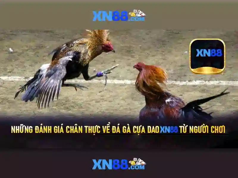 xn88 là gì và cách trải nghiệm nền tảng cá cược trực tuyến