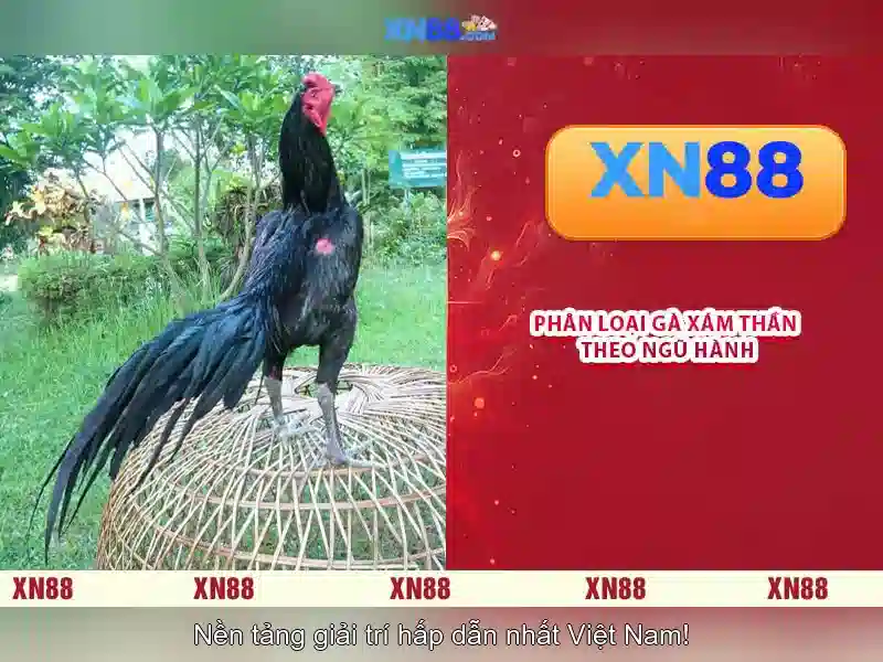 xn88: Nền tảng cá cược trực tuyến nổi bật